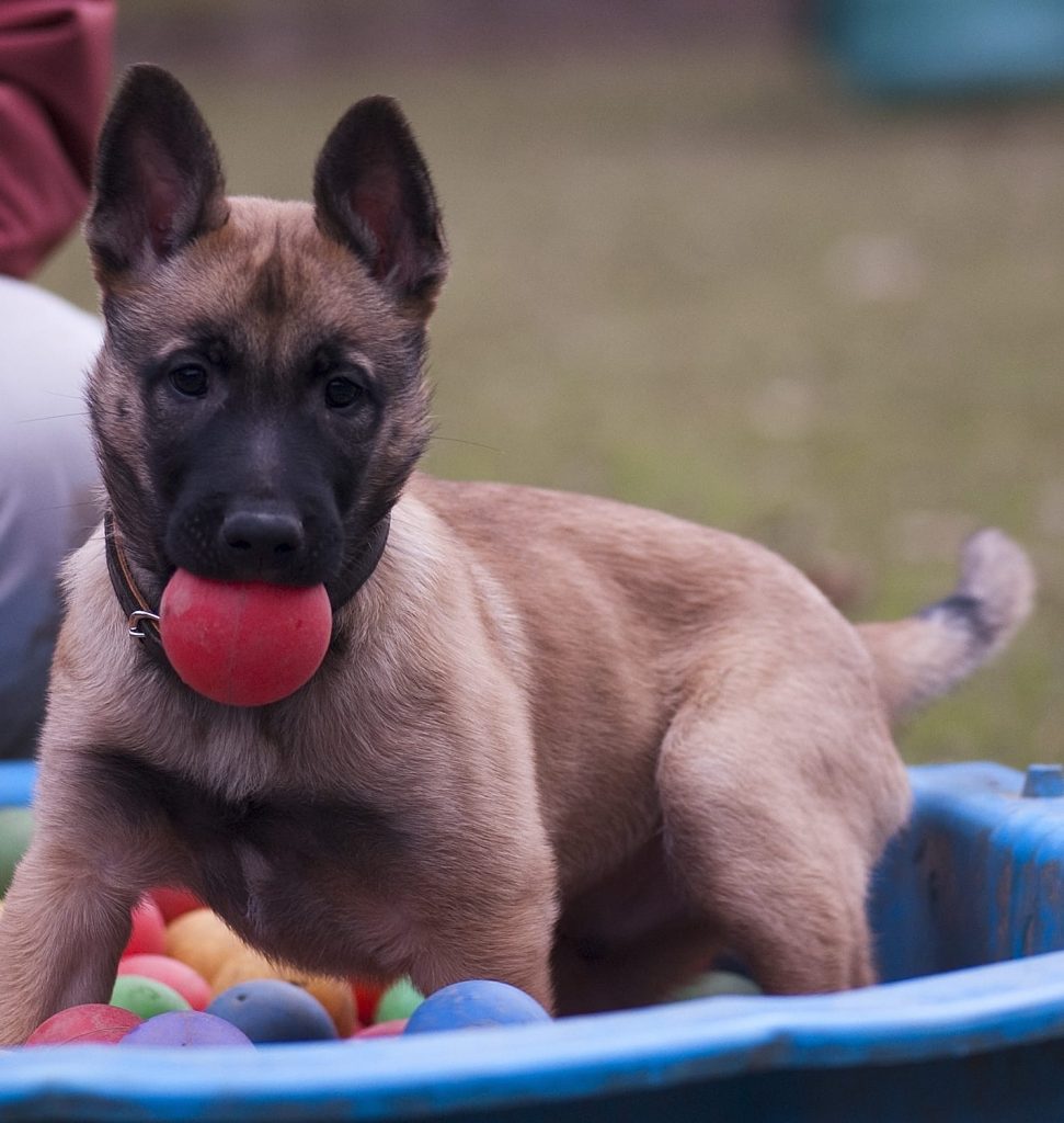 Independent Spirits Douglas als Welpe